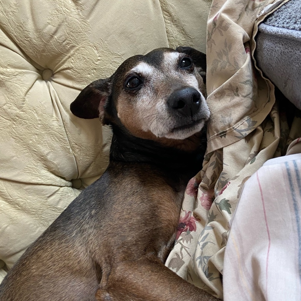 Meet your Posher, Nina